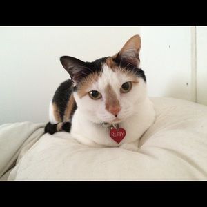 Meet your Posher, Devon